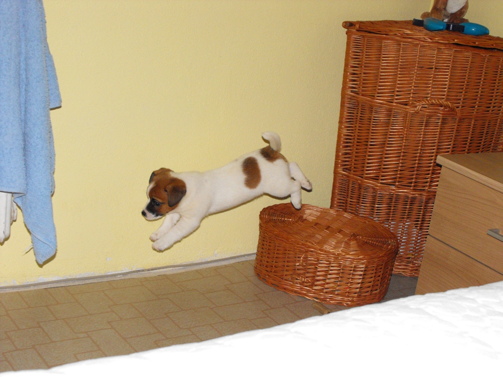Bungee